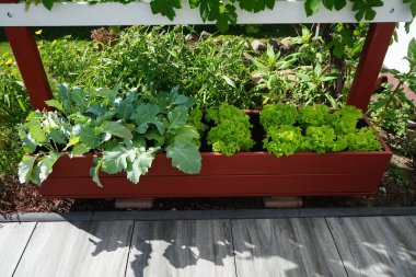 Edible plants Brassica oleracea var. gongylodes and Lactuca sativa var. crispa grow on a high bed in the garden in June. Berlin, Germany clipart