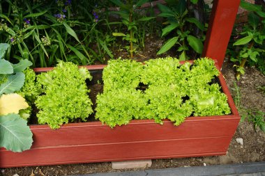 Yenilebilir bitkiler, Brassica oleracea var. Gongylodes ve Lactuca sativa var. Haziran 'da bahçedeki yüksek bir yatakta gevrek yetişir. Berlin, Almanya