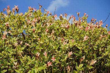 Salix integra 'Hakuro-nishiki' Haziran 'da bahçede. Salix integra, syn. S. multinervis Franch. Savatier söğüt ağacının bir türüdür. Berlin, Almanya