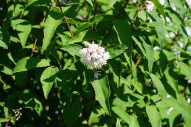 Deutzia scabra 'Plena' çiçekleri Haziran 'da bahçede. Deutzia scabra, Hydrangeaceae familyasından bir bitki türü. Berlin, Almanya 