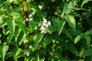 Deutzia scabra 'Plena' çiçekleri Haziran 'da bahçede. Deutzia scabra, Hydrangeaceae familyasından bir bitki türü. Berlin, Almanya 