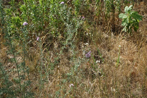 Schmetterling Melanargia Galathea Fliegt Juni Über Centaurea Stoebe Blüten Melanargia — Stockfoto