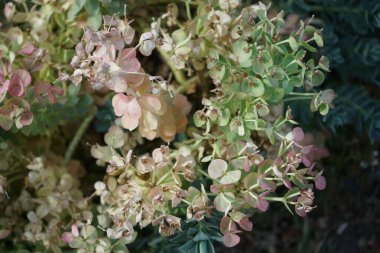 Euphorbia myrsinitis haziran ayında çiçek açtıktan sonra ortaya çıkar. Euphorbia myrsinites ya da öforbia myrsinites, spurge familyasından sulu bir bitki türüdür. Berlin, Almanya 