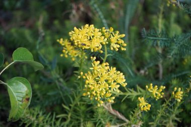Thecophora sp. Haziran 'da Sedum refleksi çiçeğinin üzerinde oturur. Thecophora, Konopidae familyasından bir sinek cinsidir. Berlin, Almanya