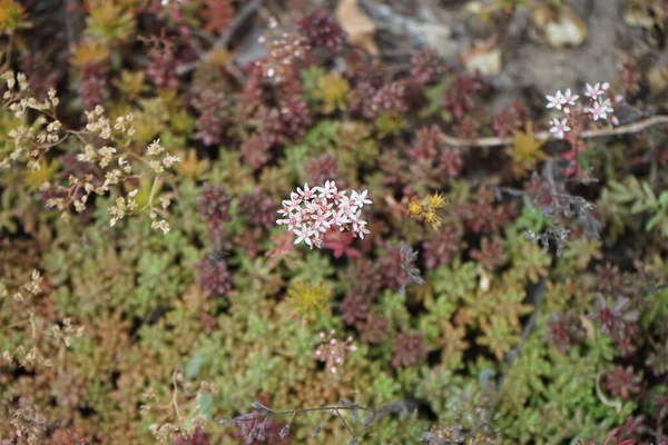 황화꽃은 분홍색 Sedum Anglicum Stonecrop Sedum Anglicum Sedum 속하는 현화식물의 — 스톡 사진
