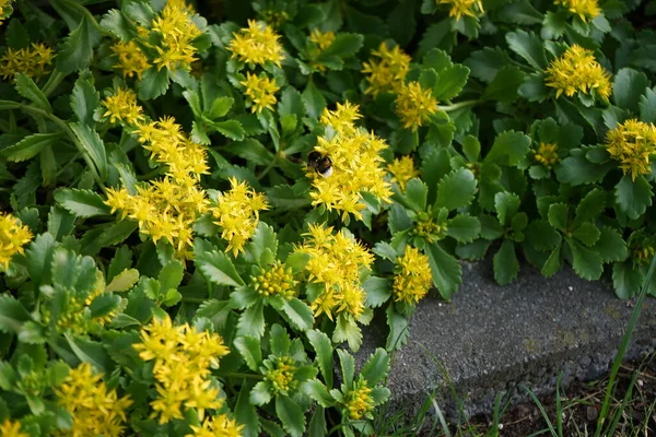 Μια Μέλισσα Bombus Terrestris Κάθεται Ένα Λουλούδι Sedum Kamtschaticum Weihenstephaner — Φωτογραφία Αρχείου