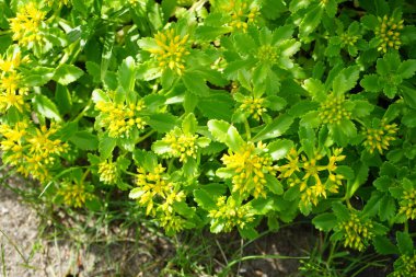 Sedum Kamtschaticum 'Weihenstephaner Gold' Haziran ayında sarı çiçekler üretir. Sedum kamtschaticum (Sedum kamtschaticum, Phedimus kamtschaticus), çiçekli bir bitki türüdür. Berlin, Almanya