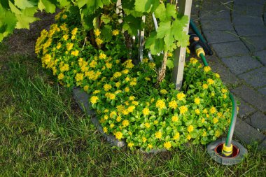 Sedum Kamtschaticum 'Weihenstephaner Gold' Haziran ayında sarı çiçekler üretir. Sedum kamtschaticum (Sedum kamtschaticum, Phedimus kamtschaticus), çiçekli bir bitki türüdür. Berlin, Almanya