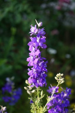 Yıllık Delphinium veya Summer Delphinium, Delphinium konsolidasında koyu mor çiçekler ve tüylü yapraklar bulunur. Berlin, Almanya 