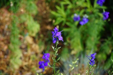 Yıllık Delphinium veya Summer Delphinium, Delphinium konsolidasında koyu mor çiçekler ve tüylü yapraklar bulunur. Berlin, Almanya 