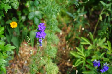 Yıllık Delphinium veya Summer Delphinium, Delphinium konsolidasında koyu mor çiçekler ve tüylü yapraklar bulunur. Berlin, Almanya 