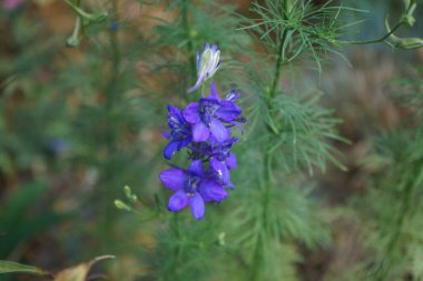 Yıllık Delphinium veya Summer Delphinium, Delphinium konsolidasında koyu mor çiçekler ve tüylü yapraklar bulunur. Berlin, Almanya 