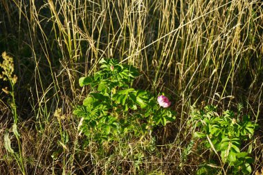 Rosa Rugosa 'Rubra' Haziran 'da bir nehrin yanında çiçek açar. Rosa rugosa (Japonca: 