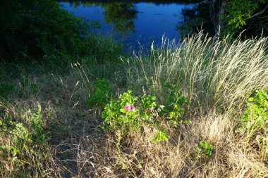 Rosa Rugosa 'Rubra' Haziran 'da bir nehrin yanında çiçek açar. Rosa rugosa (Japonca: 