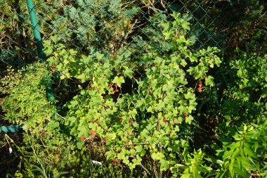 Kızılgerdan, Ribes rubrum 'Jonkheer van Tets' Haziran 'da bahçede. Frenk üzümü (