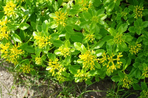 Sedum Kamtschaticum Weihenstephaner Gold Producerar Gula Blommor Juni Sedum Floriferum — Stockfoto