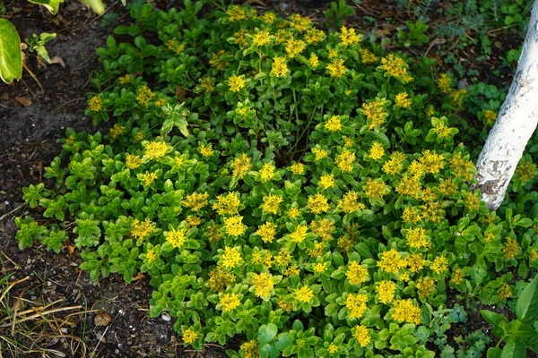 Sedum Kamtschaticum Weihenstephaner Gold Produkuje Červnu Žluté Květy Sedum Floriferum — Stock fotografie