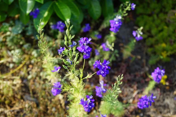 Annual Delphinium Summer Delphinium Delphinium Consolida Has Dark Purple Flowers — Stock Photo, Image