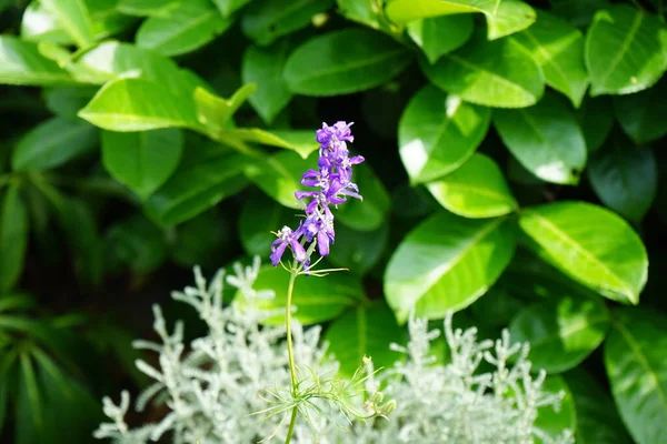 Annual Delphinium Summer Delphinium Delphinium Consolida Has Dark Purple Flowers — Stock Photo, Image