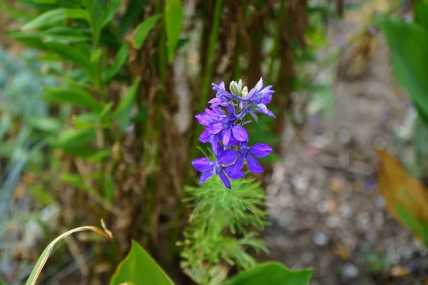 Delphinium Consolida Has Dark Purple Flowers Feathered Foliage Consolida Regalis — Stock Photo, Image