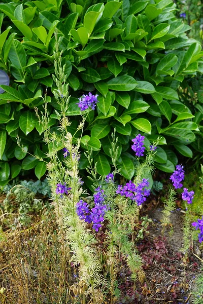 Delphinium Consolida Des Fleurs Violet Foncé Feuillage Plumes Consolida Regalis — Photo