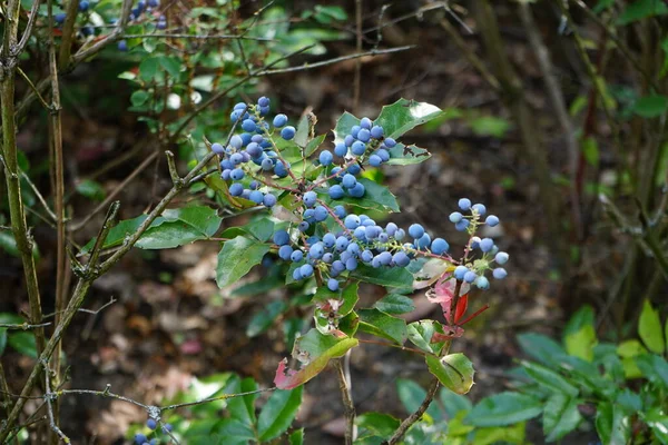 Las Bayas Azules Mahonia Aquifolium Crecen Junio Mahonia Aquifolium Una — Foto de Stock