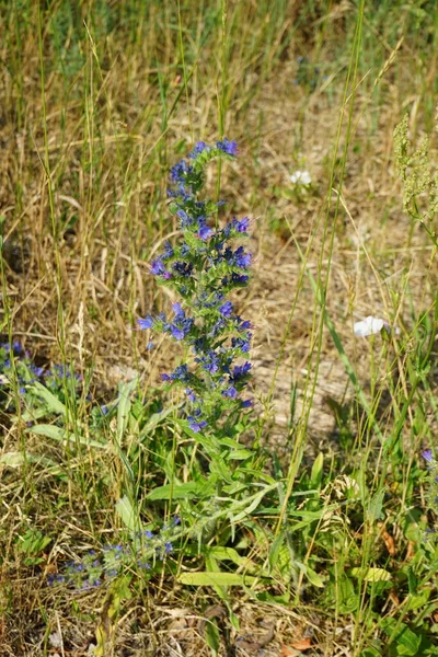 6月に青い花を咲かせます エキウム ハゲワシ Echium Havgare ビパーのバグロスとブルーウィード ボラギナ科の開花植物の一種である ドイツ ベルリン — ストック写真