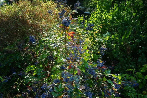 Les Baies Bleues Mahonia Aquifolium Poussent Juin Mahonia Aquifolium Est — Photo