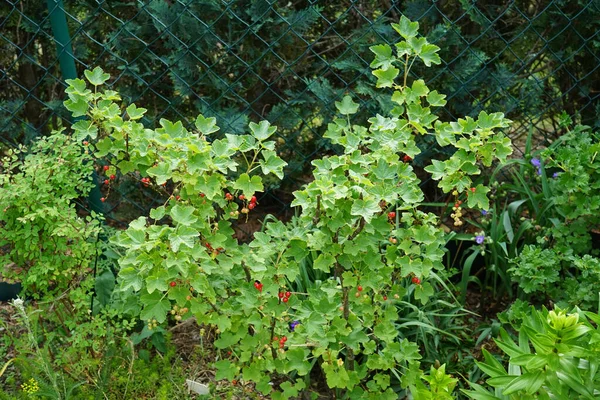 Redcurrant Ribes Rubrum Jonkheer Van Tets Junho Jardim Ribes Rubrum — Fotografia de Stock