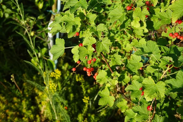 Redcurrant Ribes Rubrum Jonkheer Van Tets June Garden Redcurrant Red — Stock Photo, Image