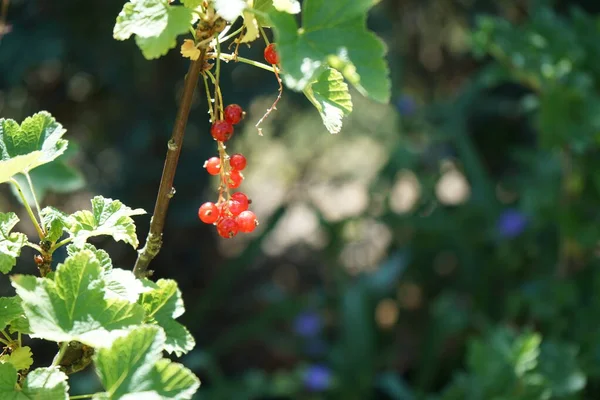 Redcurrant Ribes Rubrum Jonkheer Van Tets June Garden Redcurrant Red — Stock Photo, Image