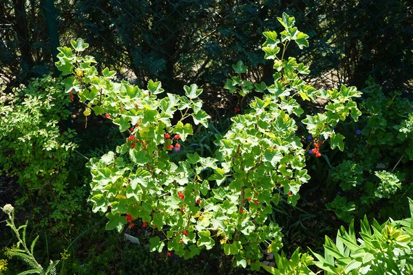 Kızılgerdan Ribes Rubrum Jonkheer Van Tets Haziran Bahçede Frenk Üzümü — Stok fotoğraf