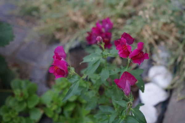 Antirrhinum Majus Haziran Ayında Bahçede Çiçek Açar Antirrhinum Majus Antirrhinum — Stok fotoğraf