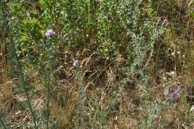 Kelebek Melanargia galaksisi Haziran 'da Centaurea stoebe çiçeklerinin üzerinde uçar. Melanargia gökadası, Nymphalidae familyasından orta büyüklükte bir kelebektir. Berlin, Almanya 