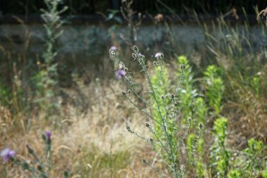 Kelebek Melanargia galaksisi Haziran 'da Centaurea stoebe çiçeklerinin üzerinde uçar. Melanargia gökadası, Nymphalidae familyasından orta büyüklükte bir kelebektir. Berlin, Almanya 
