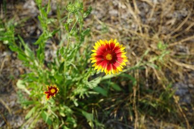 Gaillardia Haziran 'da kırmızı-sarı çiçeklerle açar. Gaillardia, Asteraceae familyasından çiçek açan bir bitki cinsidir. Berlin, Almanya 