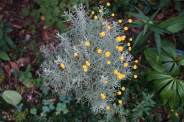 Santolina chamaecyparissus Haziran ayında sarı çiçeklerle çiçek açar. Santolina chamaecyparissus, Asteraceae familyasından bir bitki türüdür. Berlin, Almanya 