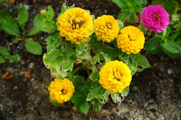 Zinnia Blommar Juni Trädgården Zinnia Ett Släkte Växter Solrosstammen Heliantheae — Stockfoto