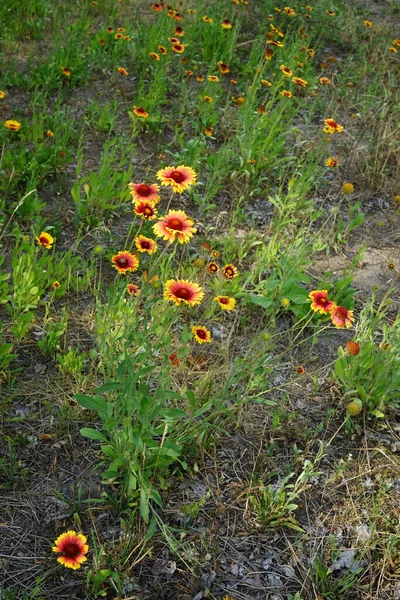 Gaillardia blooms with red-yellow flowers in June. Gaillardia, blanket flower, is a genus of flowering plants in the sunflower family, Asteraceae. Berlin, Germany
