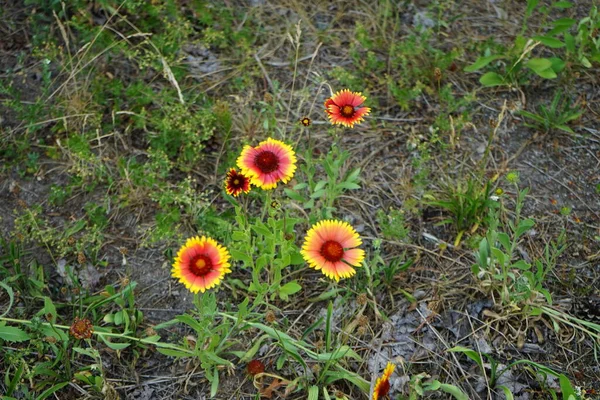 Gaillardia Floresce Com Flores Vermelho Amarelas Junho Gaillardia Género Botânico — Fotografia de Stock
