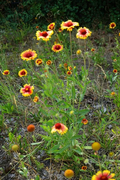Gaillardia Júniusban Vörös Sárga Virágokkal Virágzik Gaillardia Takaró Virág Egy — Stock Fotó