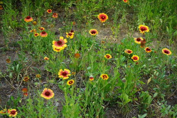 6月に紅黄色の花を咲かせます Gaillardia 毛布の花は ひまわり科の花の植物の属です ドイツ ベルリン — ストック写真