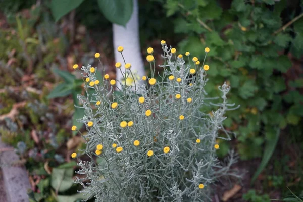 6月には黄色の花を咲かせます Santolina Chamaecyparissus Incana 綿ラベンダーまたはラベンダー綿は 家族のアスタリスク科の開花植物の種です ドイツ ベルリン — ストック写真