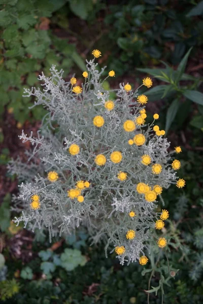 Santolina Chamaecyparissus Kwitnie Żółtymi Kwiatami Czerwcu Santolina Chamaecyparissus Incana Bawełniana — Zdjęcie stockowe