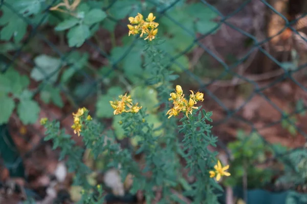花被穿孔在六月开花 石榴属植物 Hypericum Perforatum 是石榴科的一种开花植物 也是石榴属的模式种 德国柏林 — 图库照片