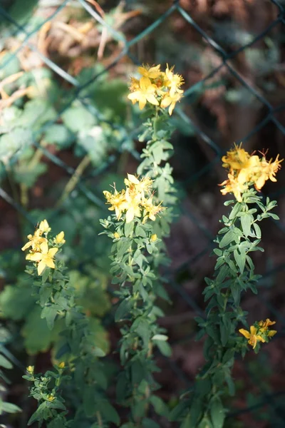 Hypericum Perforatum Júniusban Virágzik Hypericum Perforatum Orbáncfű Egy Virágzó Növény — Stock Fotó