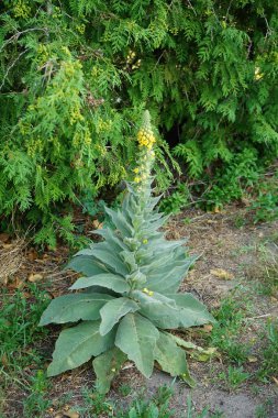 Verbascum thapsus haziran ayında çiçek açar. Verbascum thapsus, büyük mullein, daha büyük mullein veya yaygın mullein türü. Berlin, Almanya