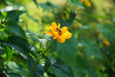 Avrupa bal arısı Haziran ayında Heliopsis helianthoides çiçeklerinden nektar toplar. Batı bal arısı, Avrupa bal arısı, Apis mellifera, Apis cinsinin etoosyal uçan böceği. Berlin, Almanya 