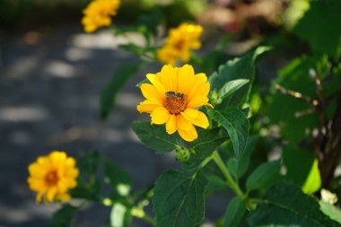 Avrupa bal arısı Haziran ayında Heliopsis helianthoides çiçeklerinden nektar toplar. Batı bal arısı, Avrupa bal arısı, Apis mellifera, Apis cinsinin etoosyal uçan böceği. Berlin, Almanya 