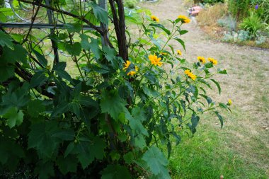 Heliopsis helianthoidleri haziran ayında çiçek açarlar. Heliopsis helianthoides, Asteraceae familyasından bir bitki türüdür. Berlin, Almanya 